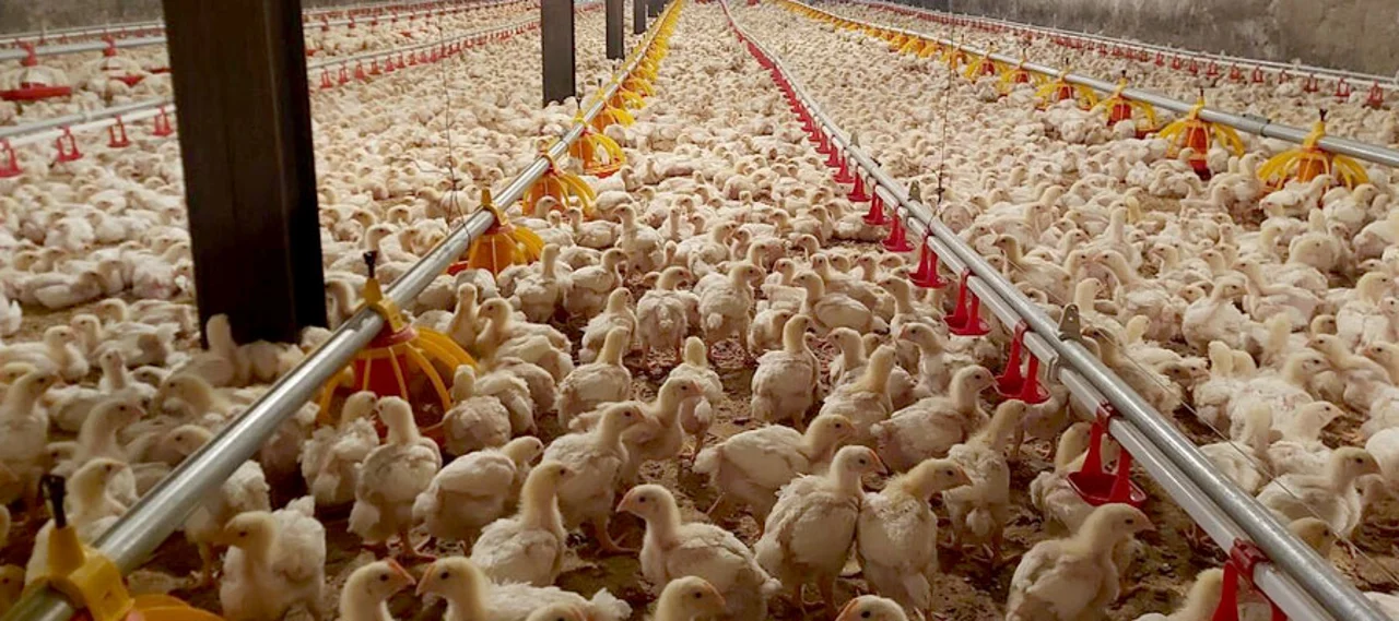 گوشت فرا ارگانیک مرغ NBS راهبردی نوین در کنترل و مدیریت وزن
